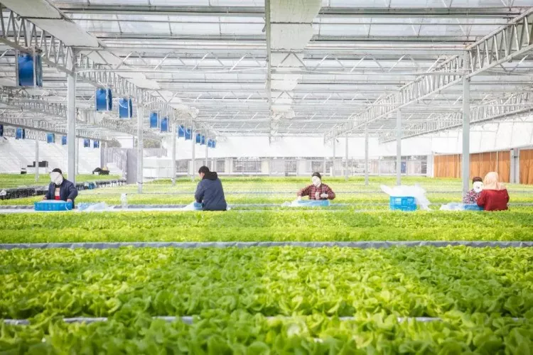 Vegetabilsk Base Lager Stålkonstruktion